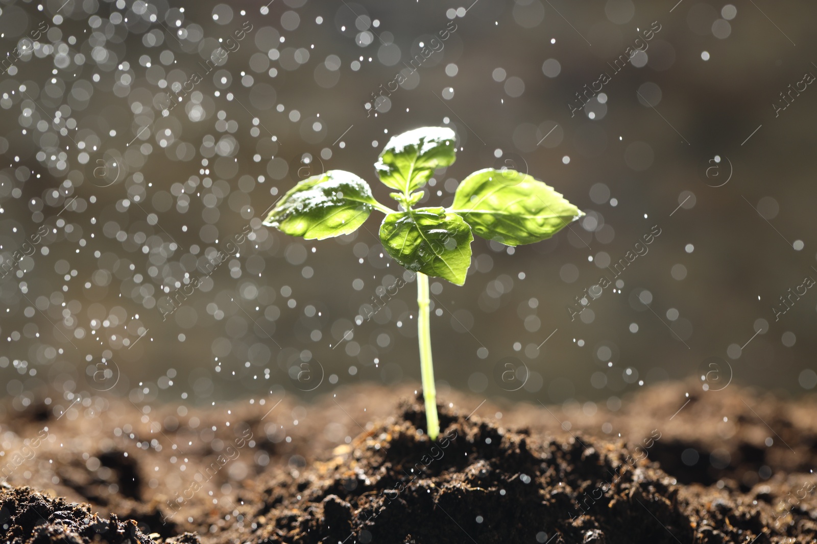 Photo of Water drops falling onto young plant with green leaves in soil outdoors, closeup