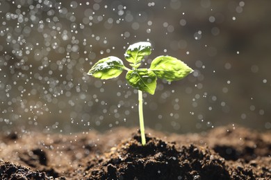 Photo of Water drops falling onto young plant with green leaves in soil outdoors, closeup