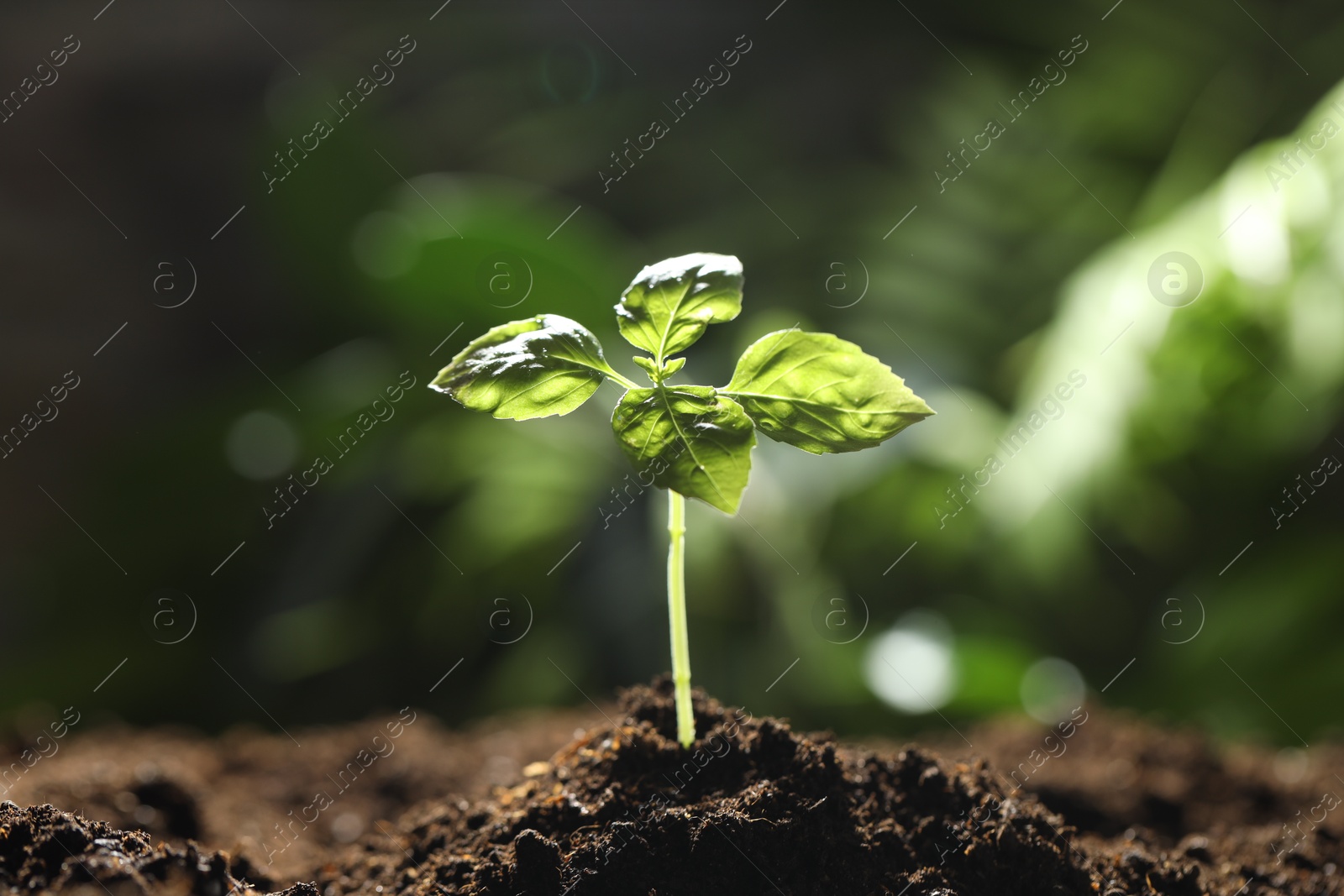 Photo of Young plant with green leaves growing from soil outdoors, closeup