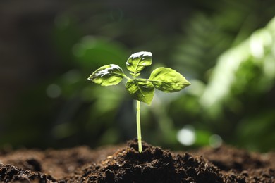 Photo of Young plant with green leaves growing from soil outdoors, closeup