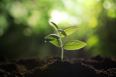 Photo of Young plant with green leaves growing from soil outdoors, closeup