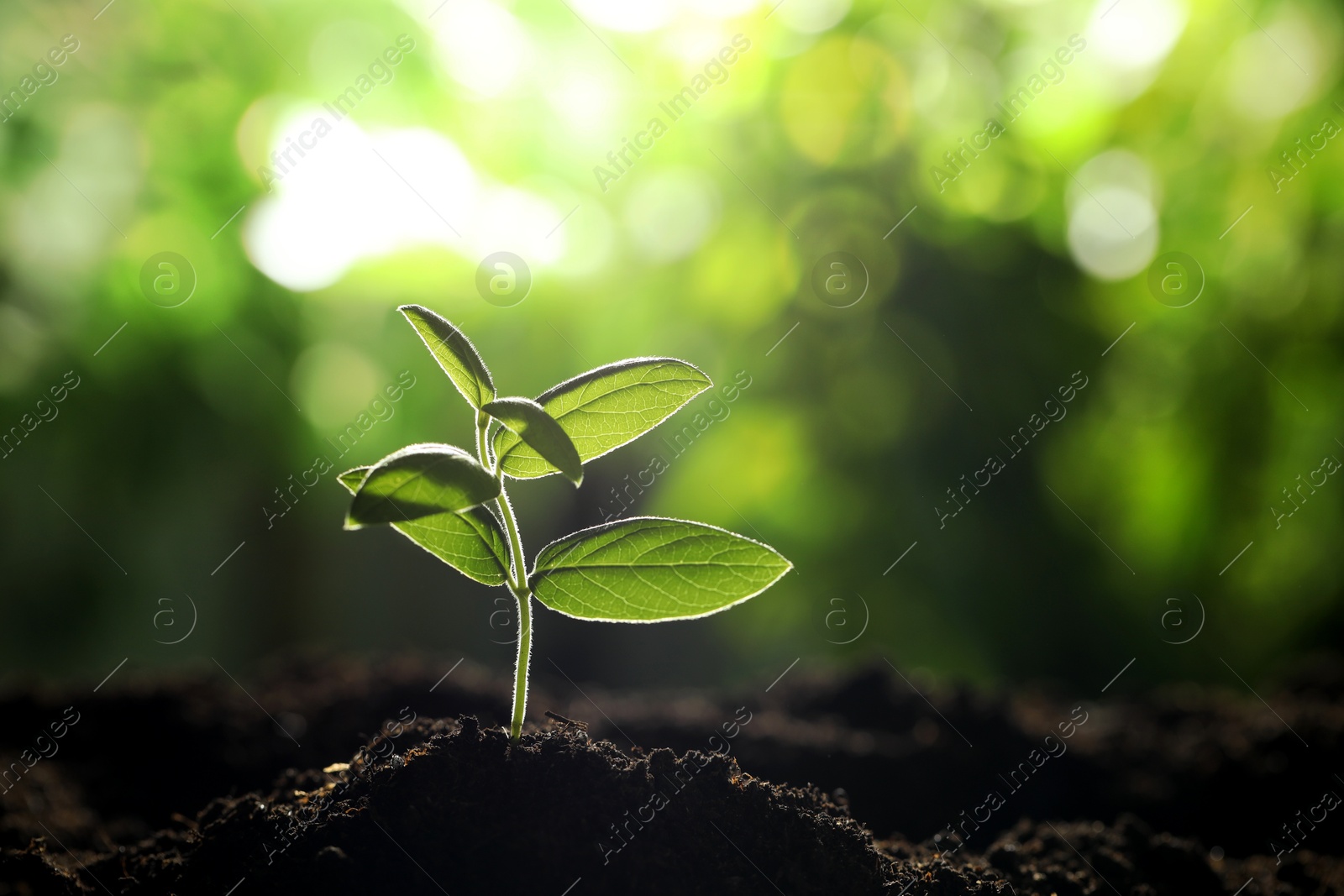 Photo of Young plant with green leaves growing from soil outdoors, closeup. Space for text