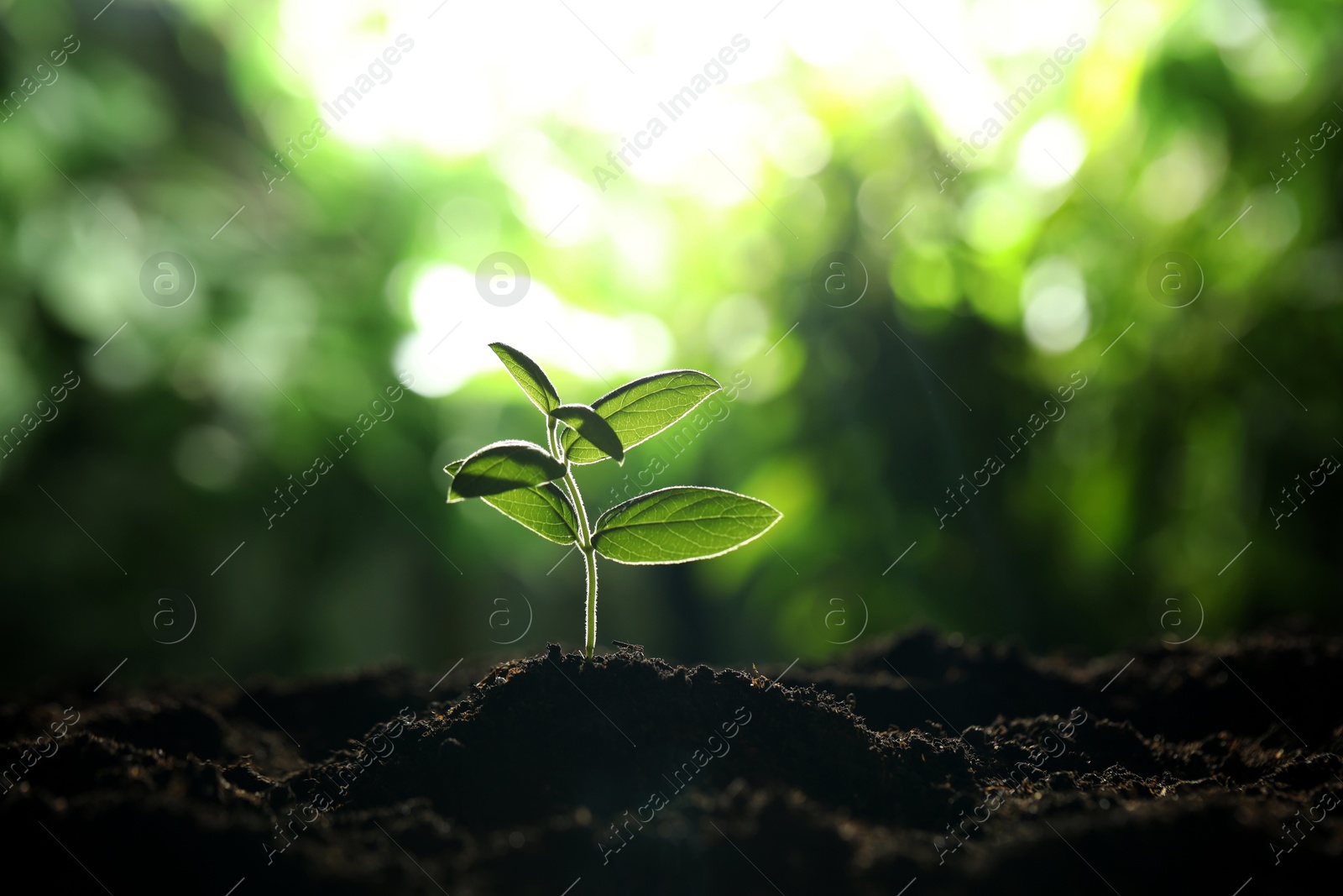 Photo of Young plant with green leaves growing from soil outdoors, closeup. Space for text