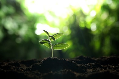 Photo of Young plant with green leaves growing from soil outdoors, closeup. Space for text