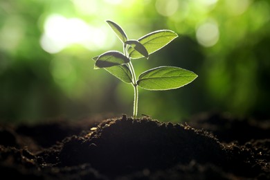Photo of Young plant with green leaves growing from soil outdoors, closeup