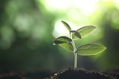 Photo of Young plant with green leaves growing from soil outdoors, closeup. Space for text