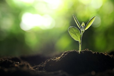 Photo of Young plant with green leaves growing from soil outdoors, closeup. Space for text