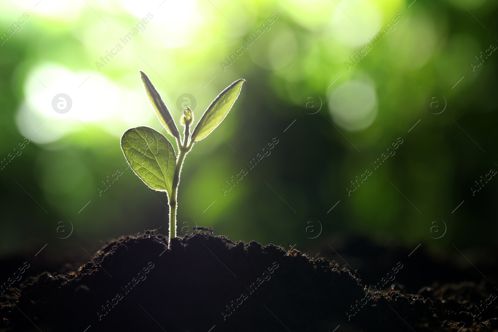 Photo of Young plant with green leaves growing from soil outdoors, closeup. Space for text