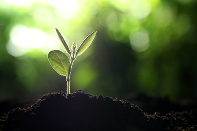 Photo of Young plant with green leaves growing from soil outdoors, closeup. Space for text
