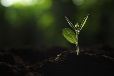 Photo of Young plant with green leaves growing from soil outdoors, closeup. Space for text