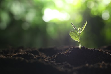 Photo of Young plant with green leaves growing from soil outdoors, closeup. Space for text