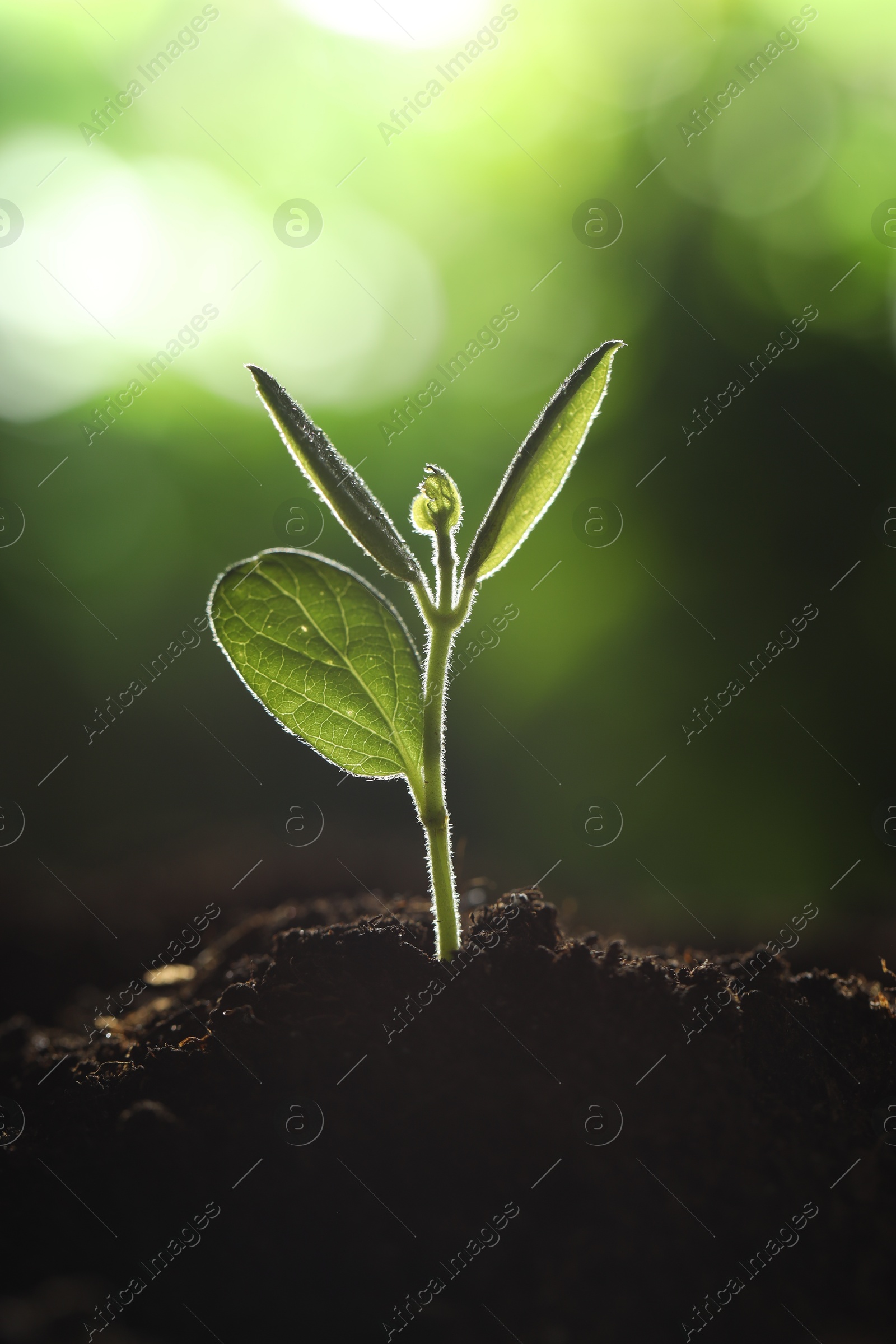 Photo of Young plant with green leaves growing from soil outdoors, closeup