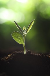 Photo of Young plant with green leaves growing from soil outdoors, closeup
