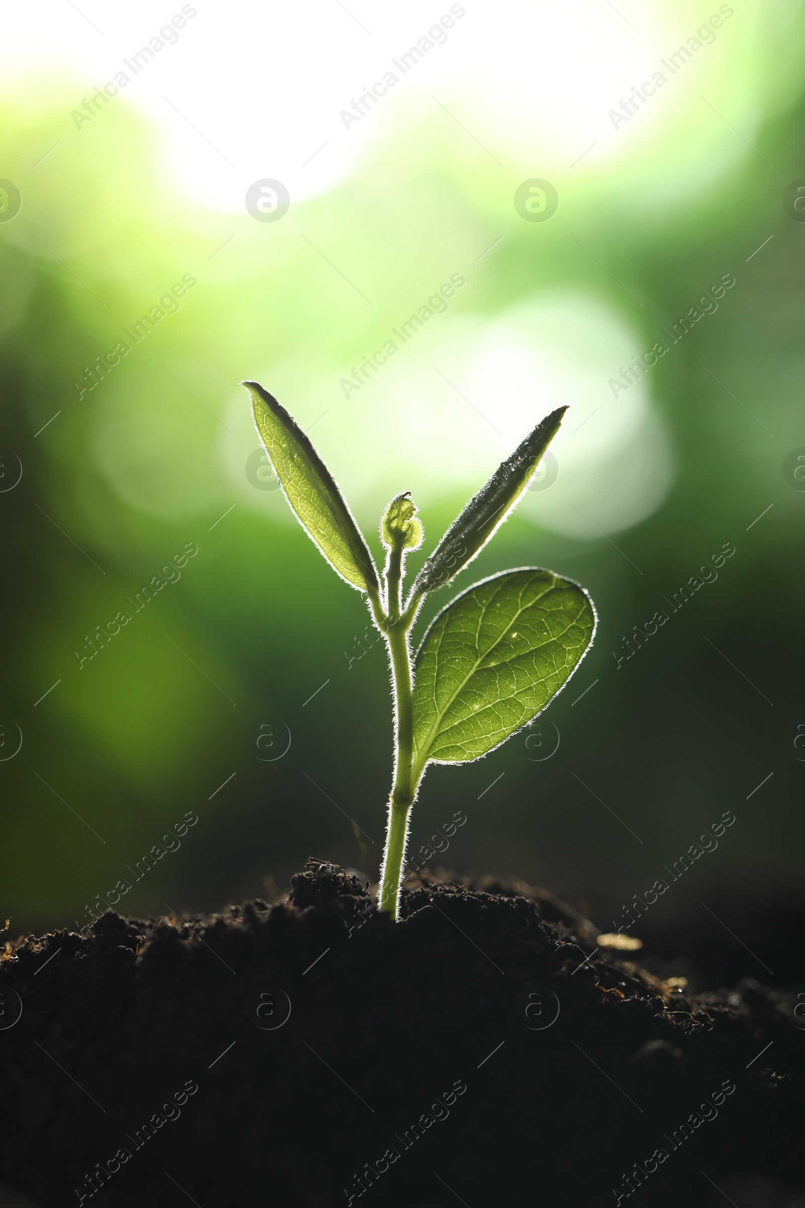 Photo of Young plant with green leaves growing from soil outdoors, closeup