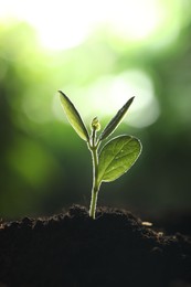 Photo of Young plant with green leaves growing from soil outdoors, closeup