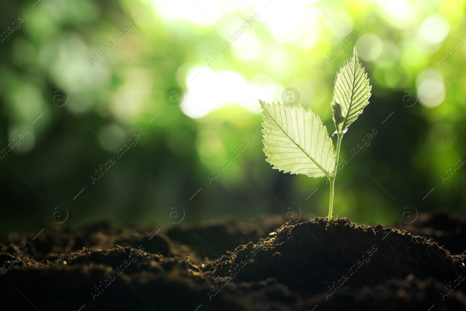 Photo of Young plant with green leaves growing from soil outdoors, closeup. Space for text