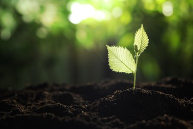 Photo of Young plant with green leaves growing from soil outdoors, closeup. Space for text