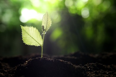 Photo of Young plant with green leaves growing from soil outdoors, closeup. Space for text