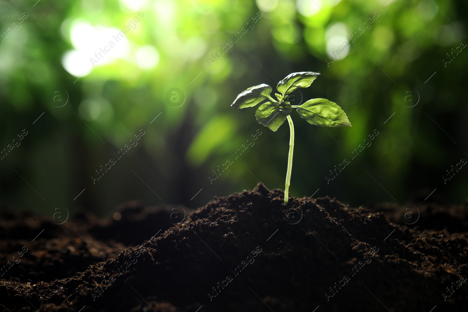 Photo of Young plant with green leaves growing from soil outdoors, closeup. Space for text