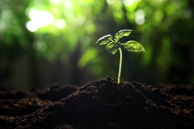 Photo of Young plant with green leaves growing from soil outdoors, closeup. Space for text