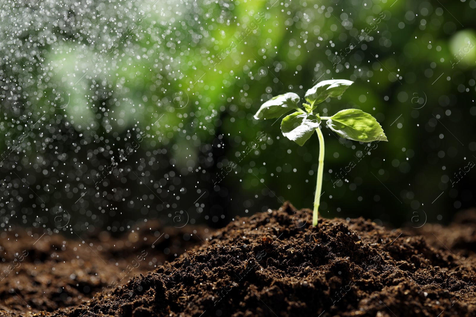 Photo of Water drops falling onto young plant with green leaves in soil outdoors, closeup. Space for text