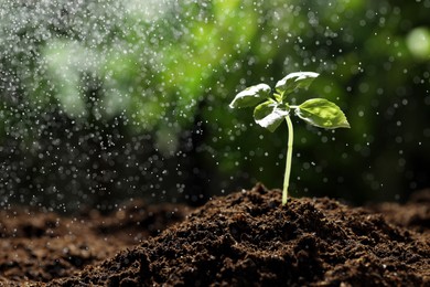 Photo of Water drops falling onto young plant with green leaves in soil outdoors, closeup. Space for text