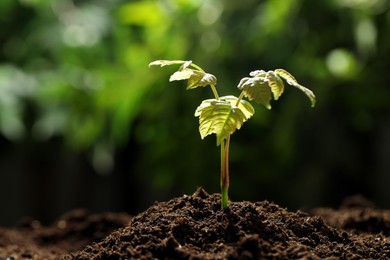 Photo of Young plant with green leaves growing from soil outdoors, closeup