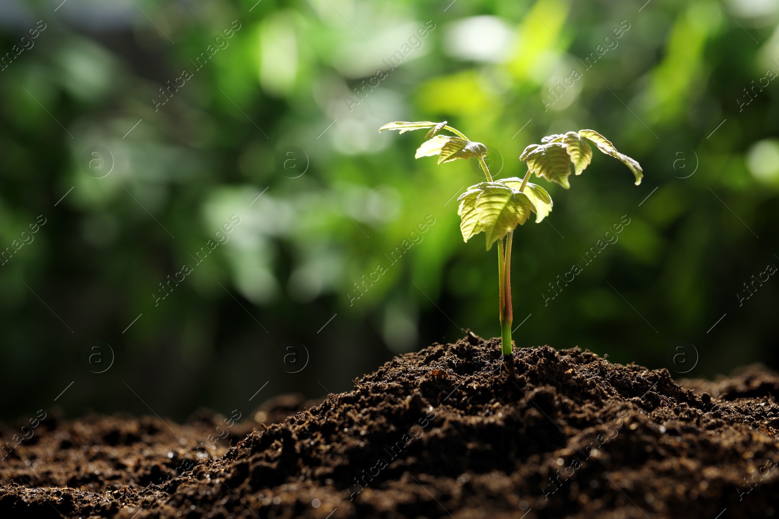 Photo of Young plant with green leaves growing from soil outdoors, closeup. Space for text