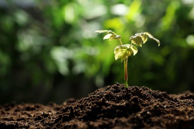 Photo of Young plant with green leaves growing from soil outdoors, closeup. Space for text