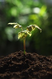 Photo of Young plant with green leaves growing from soil outdoors, closeup