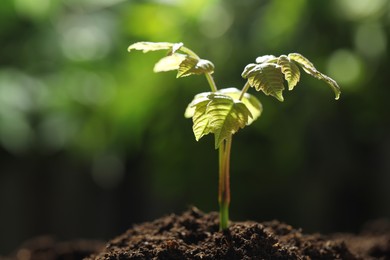 Photo of Young plant with green leaves growing from soil outdoors, closeup