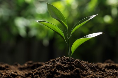 Photo of Young plant with green leaves growing from soil outdoors, closeup