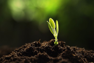 Photo of Young plant with green leaves growing from soil outdoors, closeup. Space for text