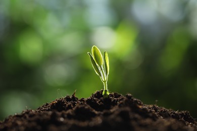 Photo of Young plant with green leaves growing from soil outdoors, closeup