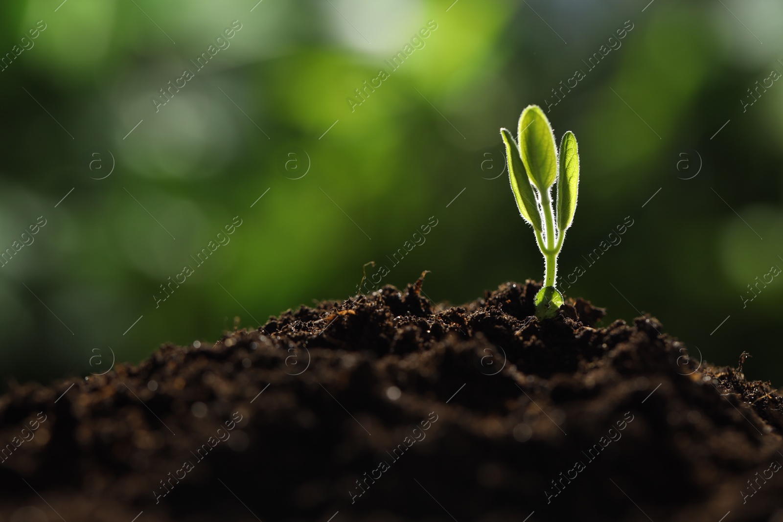 Photo of Young plant with green leaves growing from soil outdoors, closeup. Space for text