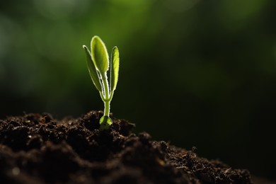 Photo of Young plant with green leaves growing from soil outdoors, closeup. Space for text