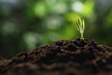 Photo of Young plant with green leaves growing from soil outdoors, closeup. Space for text