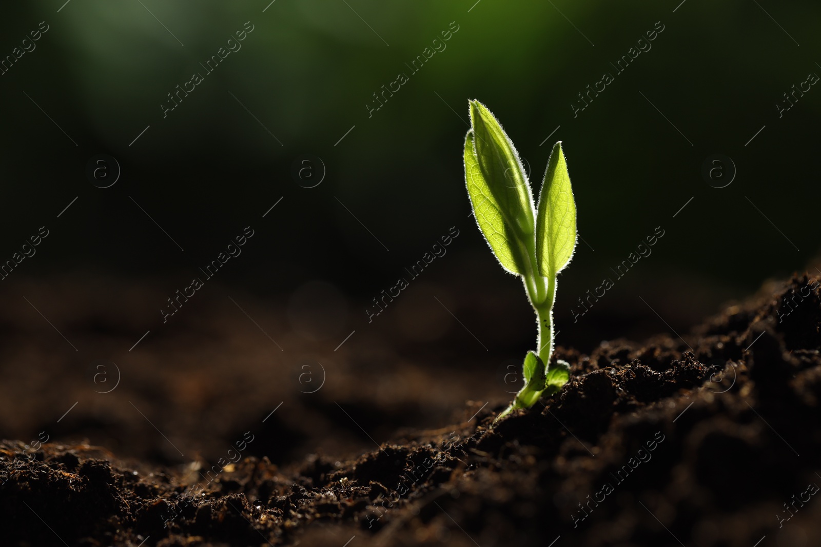 Photo of Young plant with green leaves growing from soil outdoors, closeup. Space for text