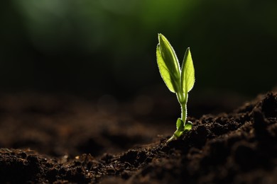 Photo of Young plant with green leaves growing from soil outdoors, closeup. Space for text