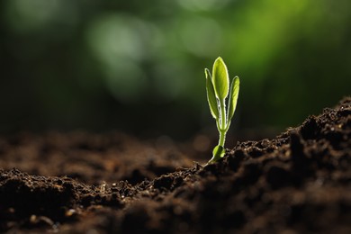 Photo of Young plant with green leaves growing from soil outdoors, closeup. Space for text