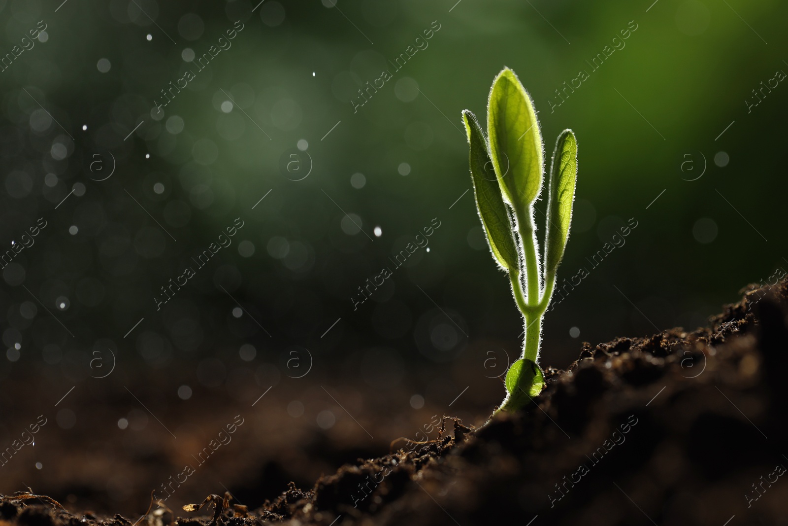 Photo of Water drops falling onto young plant with green leaves in soil outdoors, closeup. Space for text