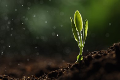 Photo of Water drops falling onto young plant with green leaves in soil outdoors, closeup. Space for text