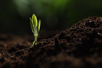 Photo of Young plant with green leaves growing from soil outdoors, closeup. Space for text