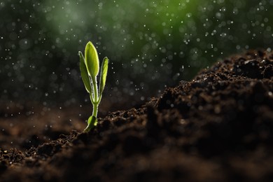 Photo of Water drops falling onto young plant with green leaves in soil outdoors, closeup. Space for text