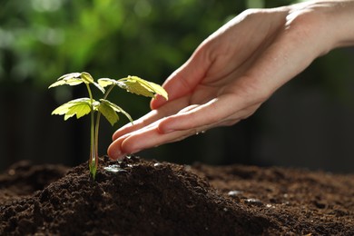 Photo of Woman pouring water onto soil under young plant outdoors, closeup