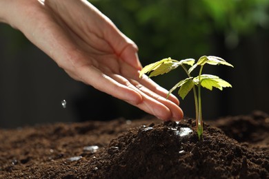 Photo of Woman pouring water onto soil under young plant outdoors, closeup