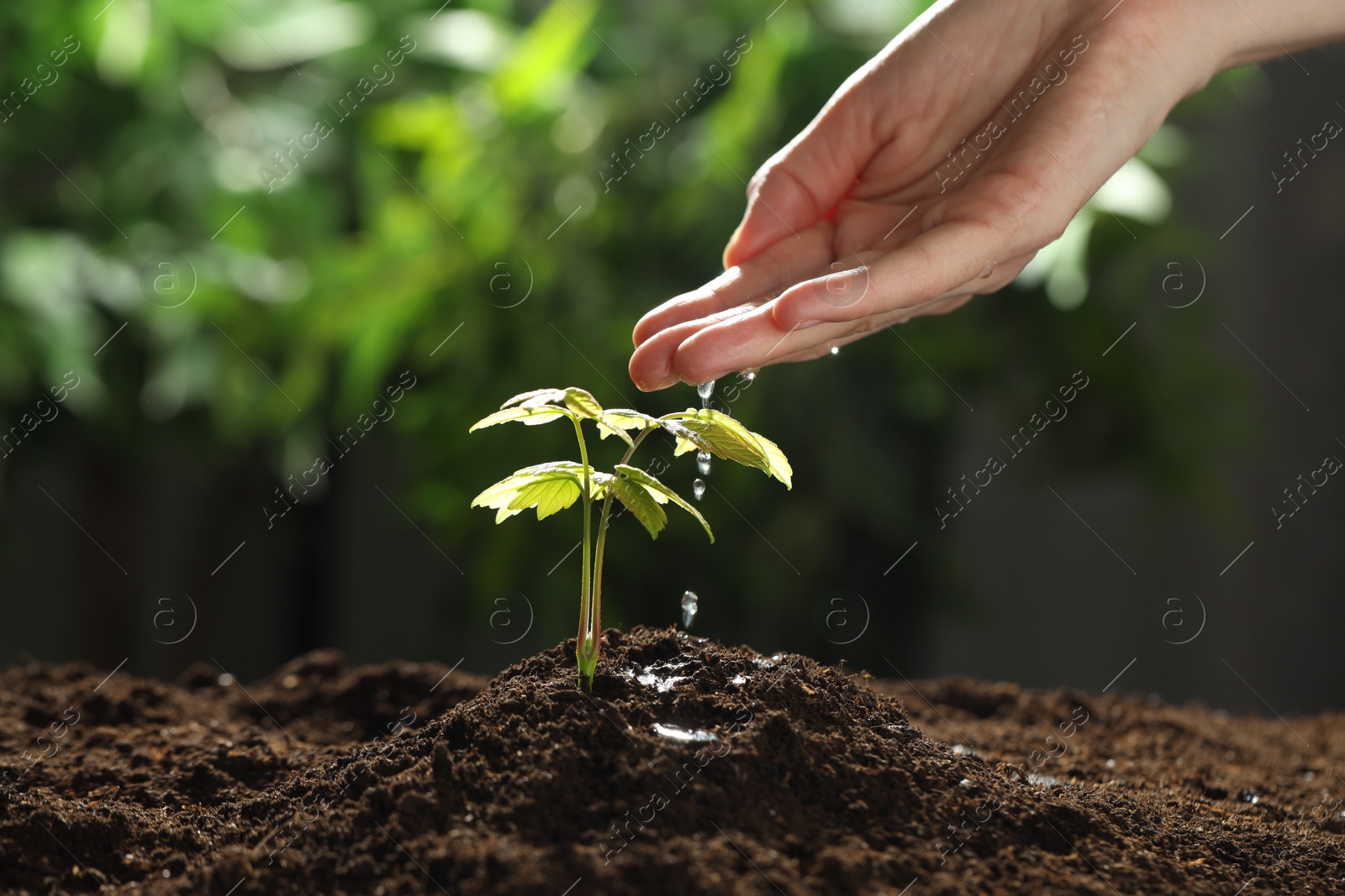 Photo of Woman pouring water onto soil under young plant outdoors, closeup