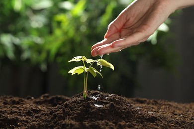 Photo of Woman pouring water onto soil under young plant outdoors, closeup