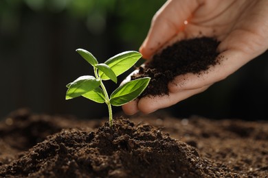Photo of Woman putting soil under young plant outdoors, closeup