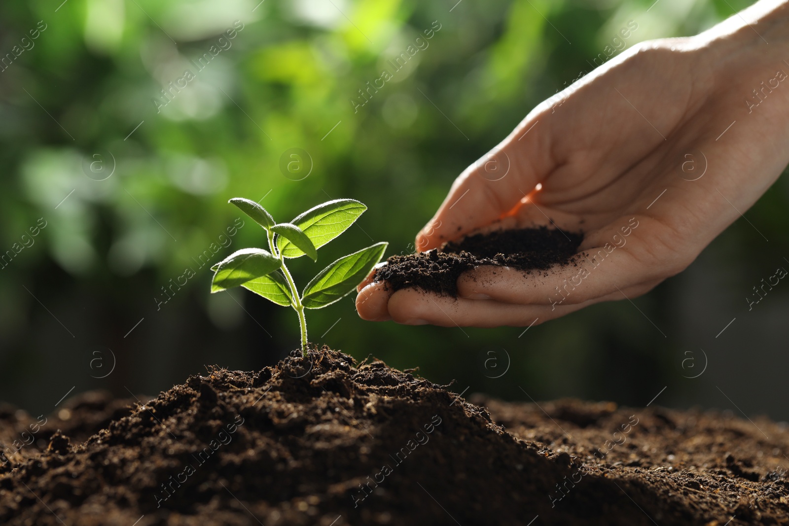 Photo of Woman putting soil under young plant outdoors, closeup